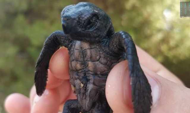 Tiny non ce l'ha fatta: morta la tartaruga neonata ritrovata su una spiaggia di Capitolo